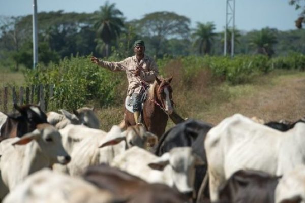 Prometen planes de financiamiento ‘no convencionales’ a la ganadería
