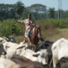 Prometen planes de financiamiento ‘no convencionales’ a la ganadería