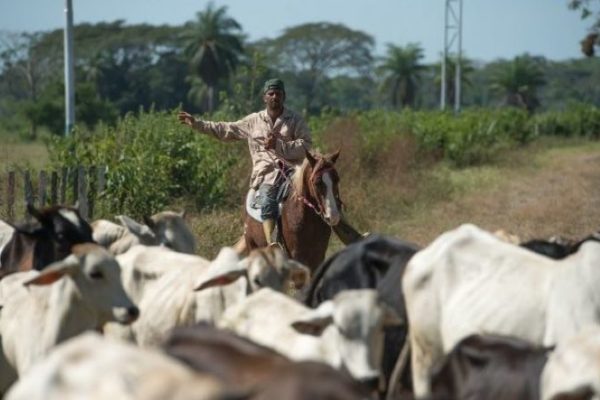 Confagan pide mano dura contra el abigeato y reporta leve recuperación del consumo de carne