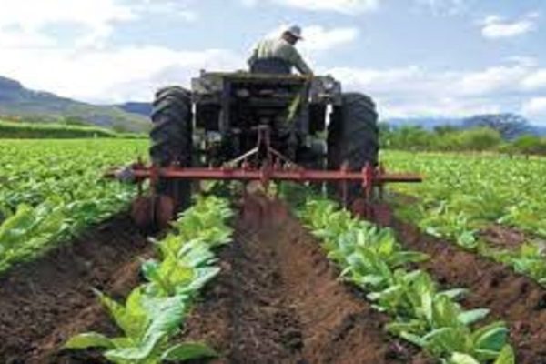 Producción agrícola en Venezuela disminuyó 30% en 2020