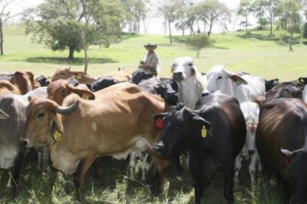 Fedenaga: De 95% a 40% bajó la producción de carne en los últimos años