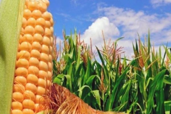 720.000 hectáreas: Gobierno garantiza producción de maíz con semilla nacional