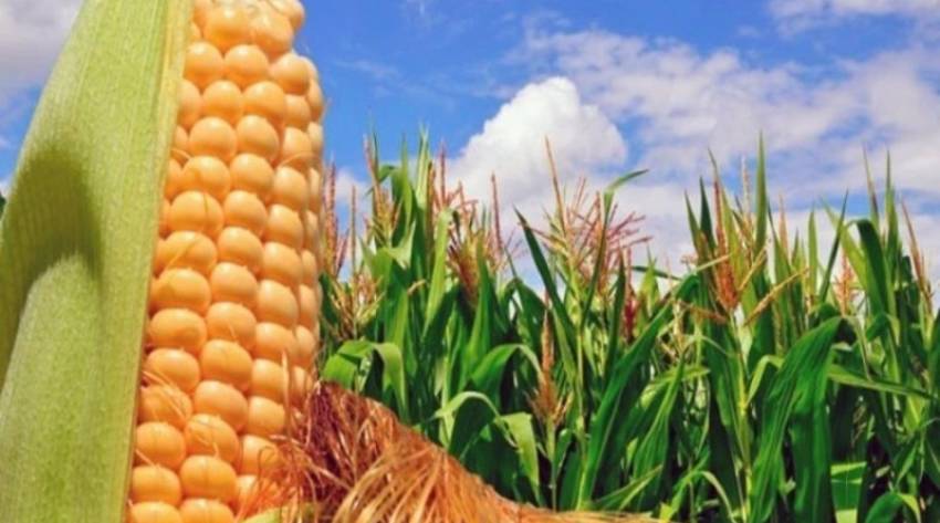 Cosecha de maíz abastecerá el mercado nacional solo por cinco meses