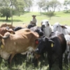 Invelecar denuncia una intermediación que ‘se queda con millones de dólares’ por envío de toros a Irak