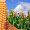 Agrónomos del país advierten pérdida del 20 % de la cosecha de maíz por las fuertes lluvias