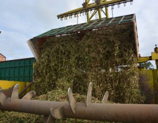 «No hay ni bachaqueado»: falta de diésel redujo en 50% la zafra de caña de azúcar
