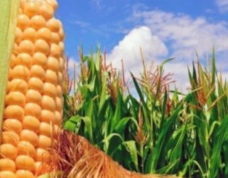 Producción de maíz subirá 17,6% y llegará al millón de toneladas por importaciones privadas de insumos