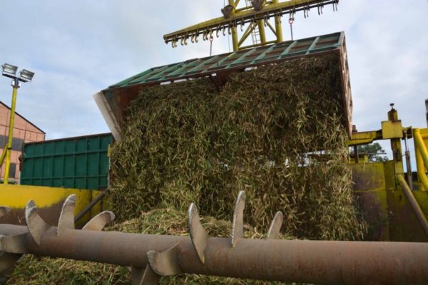 «No hay ni bachaqueado»: falta de diésel redujo en 50% la zafra de caña de azúcar