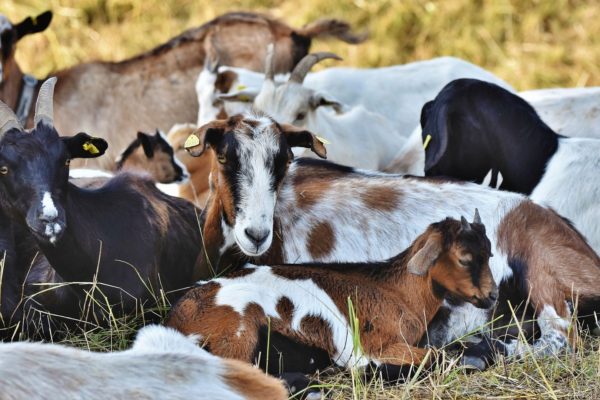 Aguilera: producción del sector caprino se elevó un 25% y el ovino un 40% en últimos 4 años