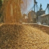 Fevearroz: 99% de la siembra de arroz se ha realizado con recursos del sector privado