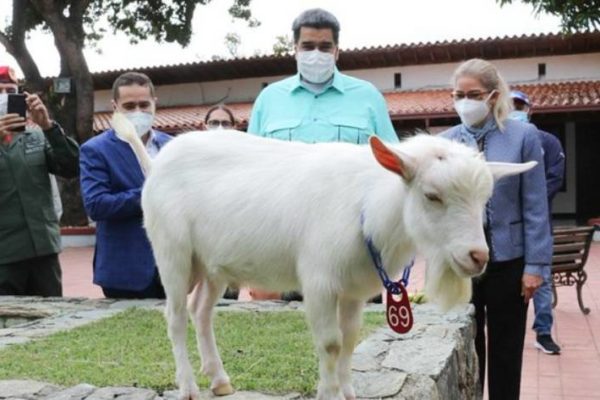 Este #18Mar enviarán a la AN proyecto de Ley para fomentar producción de ovinos y caprinos