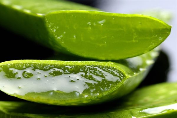 Estos son los beneficios del aloe vera para la salud