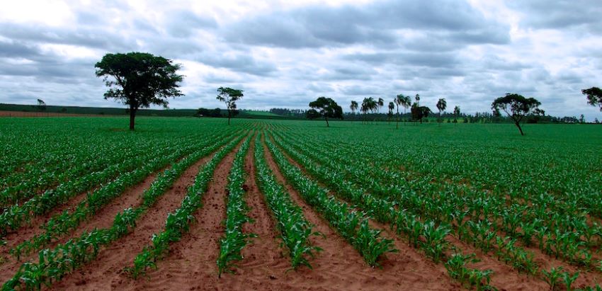 Exclusivo | Producción de alimentos ha retrocedido más de 50 años: estos son los números de la crisis agrícola