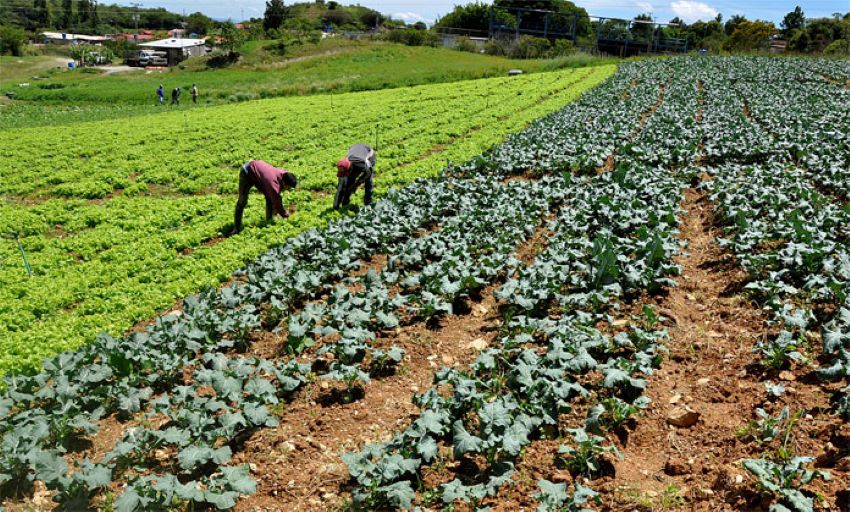 Exclusivo | Producción de alimentos ha retrocedido más de 50 años: estos son los números de la crisis agrícola