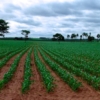 Producción agrícola de Latinoamérica crecerá 12% en la próxima década entre retos