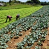 Sector agrónomo afirma que han logrado recuperar más de 45.000 hectáreas en producción