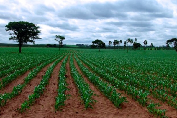 Producción agrícola de Latinoamérica crecerá 12% en la próxima década entre retos