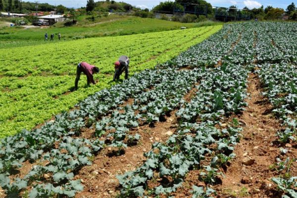 Para levantar la producción agrícola se requieren 12.000 millones de dólares