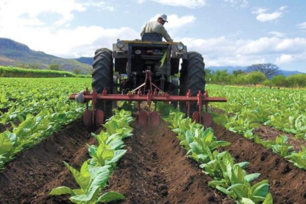Banca pública aporta el 83% del financiamiento agrícola