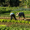 #Análisis | Agricultores venezolanos «en jaque» ante escasez de combustible y deficiencia en los servicios