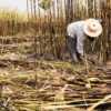 Zafra de caña de azúcar termina con crecimiento de 68% pero con menos rendimiento