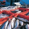 Producción del sector pesquero ha mermado 70% en 12 años