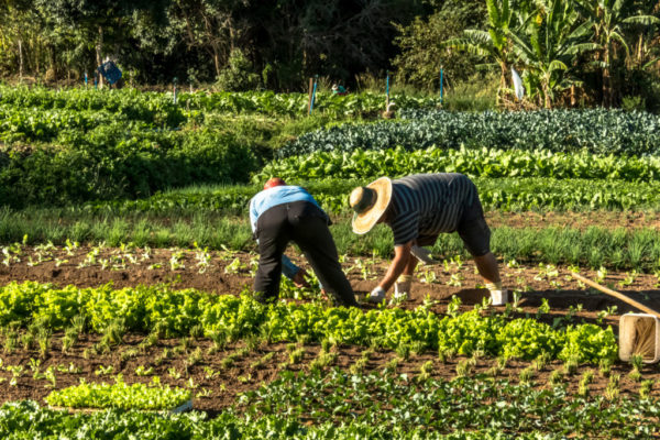 Un trabajador del campo lo mínimo que gana son US$10 diarios, según Fedeagro