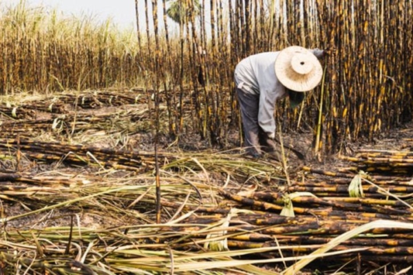 16 mil hectáreas de caña de azúcar en Portuguesa fueron afectadas por las lluvias en los últimos días