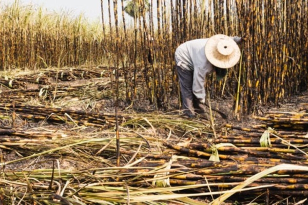 Fesoca: Zafra de caña de azúcar cerrará en 2.820.000 toneladas pese a no contar con financiamiento