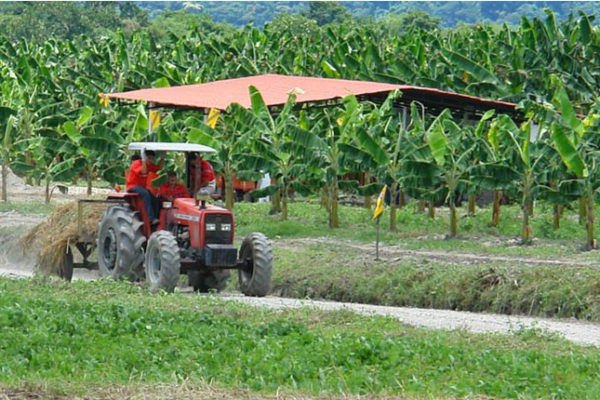 Ganaderos alertan que cada vez quedan menos productores agropecuarios en el país