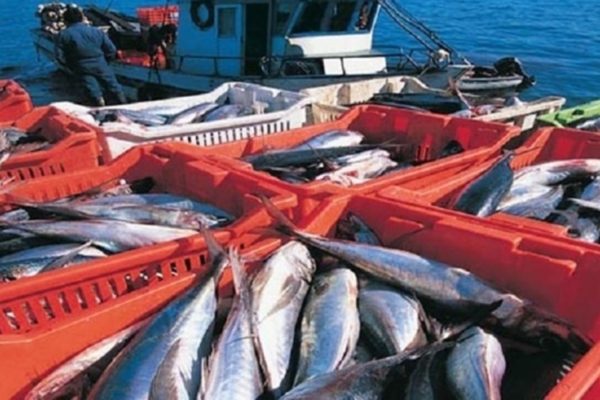 Producción del sector pesquero ha mermado 70% en 12 años