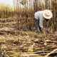 Fesoca: 5.000 hectáreas de caña de azúcar en Portuguesa resultaron afectadas por las lluvias y las inundaciones