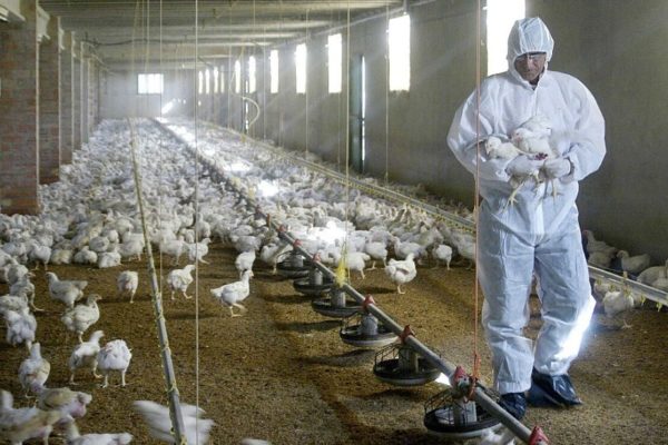 China confirmó primer contagio humano de cepa de gripe aviar