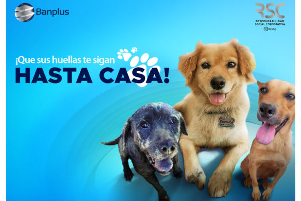 Banplus promueve en Instagram la adopción canina con «Paticas felices»