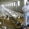 China confirmó primer contagio humano de cepa de gripe aviar