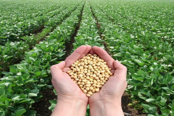 Venezuela ensaya producción de soya en el estado Falcón