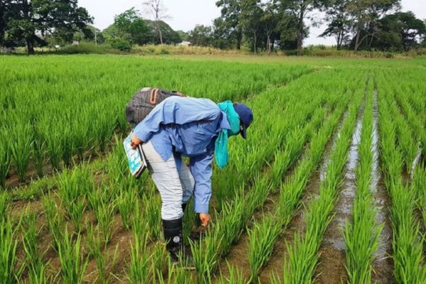 Producción de arroz aumentará 66,6% este año: Fedeagro
