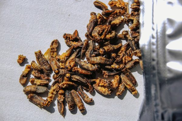 Nueva fuente de proteína barata y sostenible: Supermercados de Portugal venderán insectos