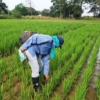 Para la cosecha de invierno se sembraron 33.000 hectáreas de arroz, que solo alcanzan para dos meses de consumo
