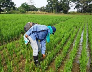 Producción de arroz aumentará 66,6% este año: Fedeagro