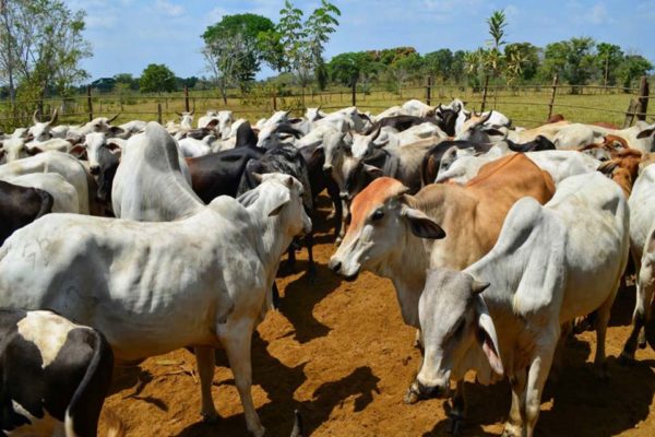 Brasil suspende sus exportaciones de ganado a China tras detectar dos casos atípicos de «enfermedad de las vacas locas»