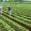 Un informe señala oportunidades para el agro de Latinoamérica en el mercado de carbono