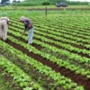 OMC llama a los países a comprometerse a que se alcance un acuerdo sobre agricultura este año