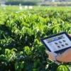 Expertos dicen que la agricultura digital es clave para sistemas alimentarios