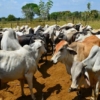FAO: Ganadería sostenible logra aumento de la producción de carne en América Latina