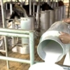 Alertan que la producción de leche en Falcón está en riesgo por las invasiones