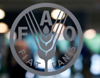 FAO: Haití, Venezuela y Nicaragua son los mas afectados con el hambre de América Latina