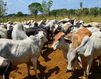 FAO: Ganadería sostenible logra aumento de la producción de carne en América Latina