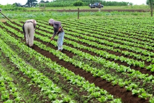 FAO: La recuperación poscovid-19 puede impulsar una agricultura sostenible