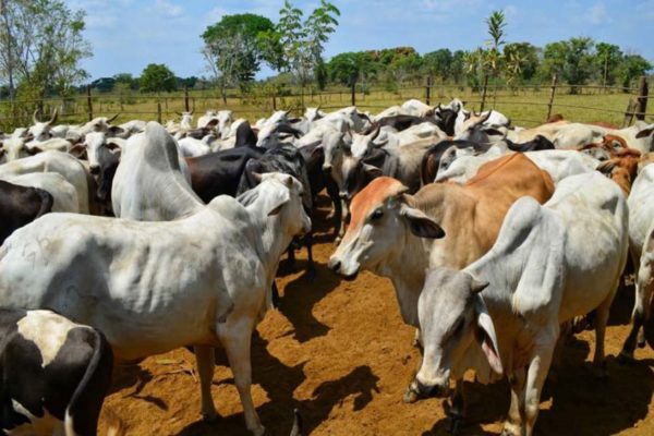 Fedenaga: Durante el año 2022 no se realizaron exportaciones de ganado